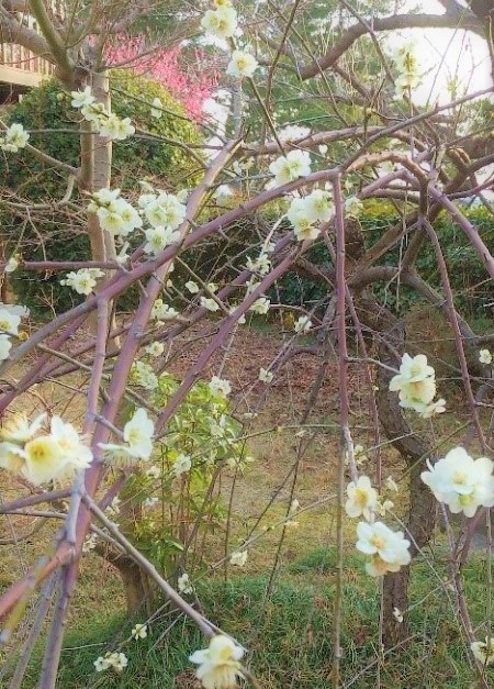 梅の写真