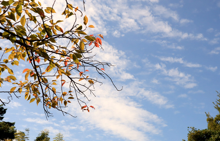 autumn