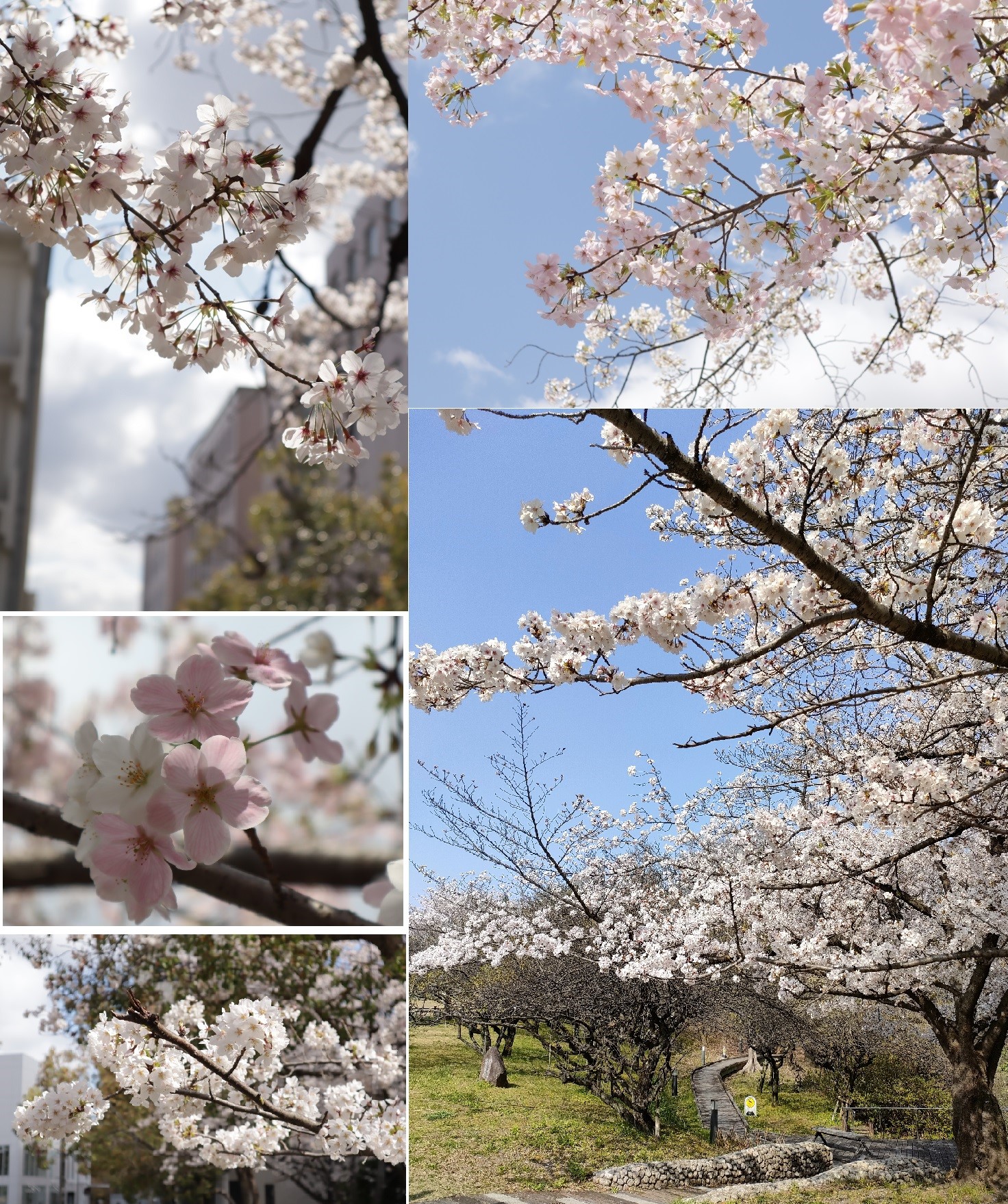 sakura
